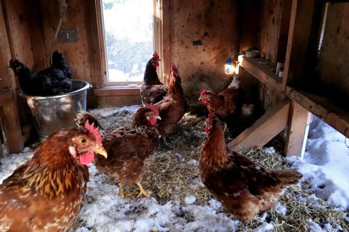 Comment protéger ses poules du froid en hiver : les bons gestes